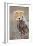 Cheetah 10-12 Week Old Cub-null-Framed Photographic Print