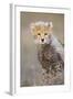 Cheetah 10-12 Week Old Cub-null-Framed Photographic Print