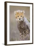 Cheetah 10-12 Week Old Cub-null-Framed Photographic Print