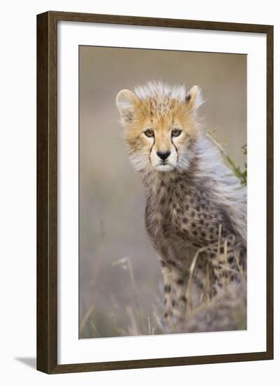 Cheetah 10-12 Week Old Cub-null-Framed Photographic Print