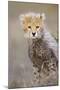 Cheetah 10-12 Week Old Cub-null-Mounted Photographic Print