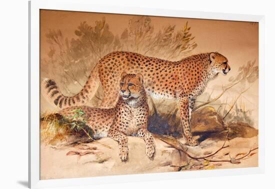 Cheetah, 1851-52-Joseph Wolf-Framed Giclee Print