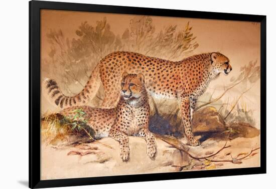 Cheetah, 1851-52-Joseph Wolf-Framed Giclee Print