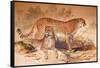 Cheetah, 1851-52-Joseph Wolf-Framed Stretched Canvas