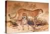 Cheetah, 1851-52-Joseph Wolf-Stretched Canvas