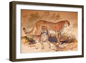 Cheetah, 1851-52-Joseph Wolf-Framed Giclee Print