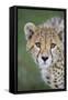 Cheetah 7-9 Month Old Cub-null-Framed Stretched Canvas