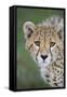 Cheetah 7-9 Month Old Cub-null-Framed Stretched Canvas