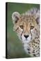 Cheetah 7-9 Month Old Cub-null-Stretched Canvas