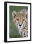 Cheetah 7-9 Month Old Cub-null-Framed Photographic Print