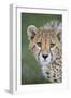 Cheetah 7-9 Month Old Cub-null-Framed Photographic Print