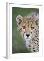 Cheetah 7-9 Month Old Cub-null-Framed Photographic Print