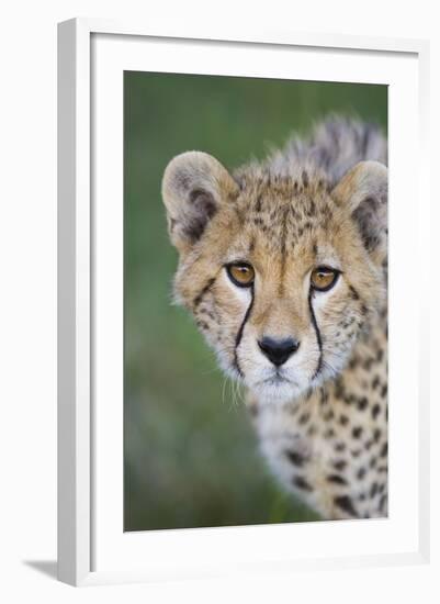 Cheetah 7-9 Month Old Cub-null-Framed Photographic Print