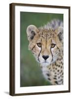 Cheetah 7-9 Month Old Cub-null-Framed Photographic Print