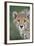 Cheetah 7-9 Month Old Cub-null-Framed Photographic Print