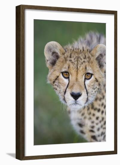 Cheetah 7-9 Month Old Cub-null-Framed Photographic Print