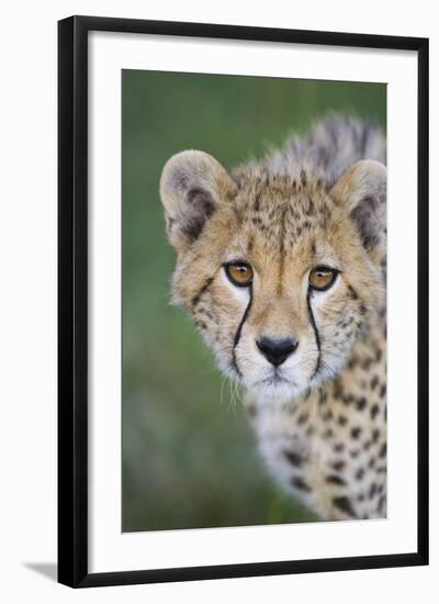 Cheetah 7-9 Month Old Cub-null-Framed Photographic Print