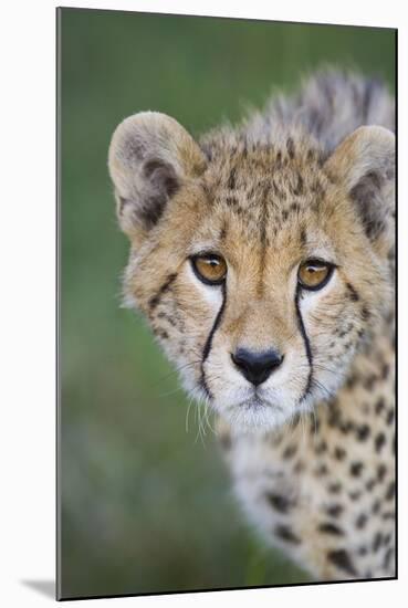 Cheetah 7-9 Month Old Cub-null-Mounted Photographic Print