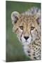 Cheetah 7-9 Month Old Cub-null-Mounted Photographic Print