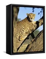 Cheetah, Acinonyx Jubartus, Sitting in Tree, in Captivity, Namibia, Africa-Ann & Steve Toon-Framed Stretched Canvas