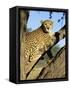 Cheetah, Acinonyx Jubartus, Sitting in Tree, in Captivity, Namibia, Africa-Ann & Steve Toon-Framed Stretched Canvas
