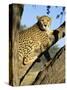Cheetah, Acinonyx Jubartus, Sitting in Tree, in Captivity, Namibia, Africa-Ann & Steve Toon-Stretched Canvas