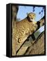 Cheetah, Acinonyx Jubartus, Sitting in Tree, in Captivity, Namibia, Africa-Ann & Steve Toon-Framed Stretched Canvas