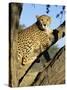 Cheetah, Acinonyx Jubartus, Sitting in Tree, in Captivity, Namibia, Africa-Ann & Steve Toon-Stretched Canvas