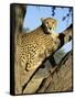 Cheetah, Acinonyx Jubartus, Sitting in Tree, in Captivity, Namibia, Africa-Ann & Steve Toon-Framed Stretched Canvas