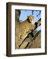 Cheetah, Acinonyx Jubartus, Sitting in Tree, in Captivity, Namibia, Africa-Ann & Steve Toon-Framed Photographic Print