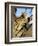 Cheetah, Acinonyx Jubartus, Sitting in Tree, in Captivity, Namibia, Africa-Ann & Steve Toon-Framed Photographic Print