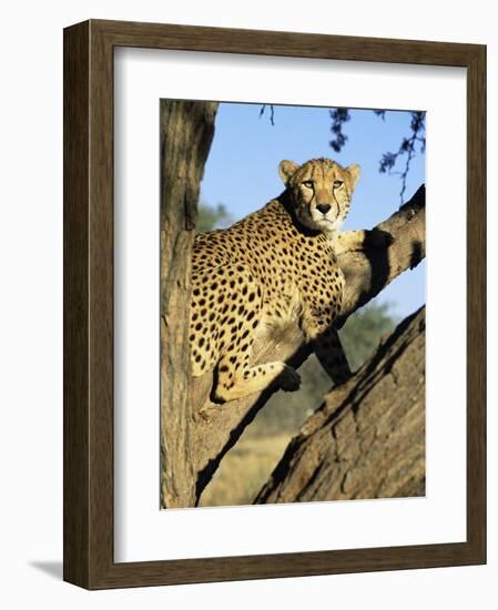 Cheetah, Acinonyx Jubartus, Sitting in Tree, in Captivity, Namibia, Africa-Ann & Steve Toon-Framed Photographic Print