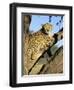 Cheetah, Acinonyx Jubartus, Sitting in Tree, in Captivity, Namibia, Africa-Ann & Steve Toon-Framed Photographic Print