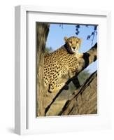 Cheetah, Acinonyx Jubartus, Sitting in Tree, in Captivity, Namibia, Africa-Ann & Steve Toon-Framed Photographic Print