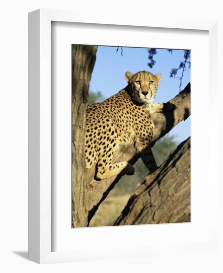 Cheetah, Acinonyx Jubartus, Sitting in Tree, in Captivity, Namibia, Africa-Ann & Steve Toon-Framed Photographic Print