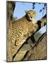 Cheetah, Acinonyx Jubartus, Sitting in Tree, in Captivity, Namibia, Africa-Ann & Steve Toon-Mounted Photographic Print