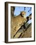 Cheetah, Acinonyx Jubartus, Sitting in Tree, in Captivity, Namibia, Africa-Ann & Steve Toon-Framed Photographic Print