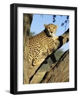 Cheetah, Acinonyx Jubartus, Sitting in Tree, in Captivity, Namibia, Africa-Ann & Steve Toon-Framed Photographic Print