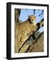 Cheetah, Acinonyx Jubartus, Sitting in Tree, in Captivity, Namibia, Africa-Ann & Steve Toon-Framed Photographic Print