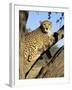 Cheetah, Acinonyx Jubartus, Sitting in Tree, in Captivity, Namibia, Africa-Ann & Steve Toon-Framed Photographic Print