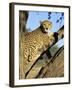 Cheetah, Acinonyx Jubartus, Sitting in Tree, in Captivity, Namibia, Africa-Ann & Steve Toon-Framed Photographic Print