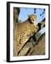 Cheetah, Acinonyx Jubartus, Sitting in Tree, in Captivity, Namibia, Africa-Ann & Steve Toon-Framed Photographic Print