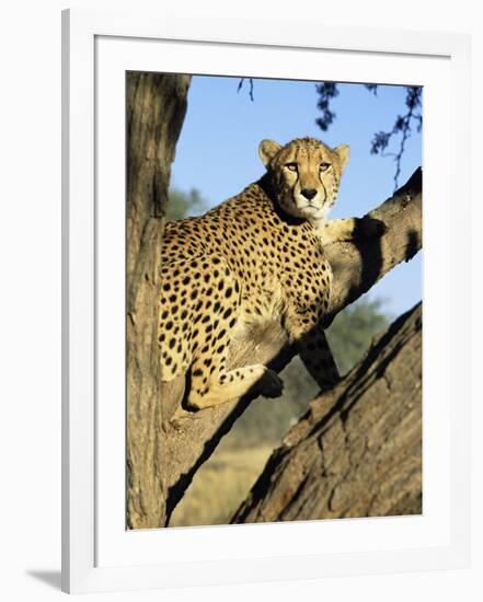 Cheetah, Acinonyx Jubartus, Sitting in Tree, in Captivity, Namibia, Africa-Ann & Steve Toon-Framed Photographic Print