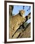 Cheetah, Acinonyx Jubartus, Sitting in Tree, in Captivity, Namibia, Africa-Ann & Steve Toon-Framed Photographic Print