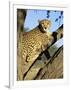 Cheetah, Acinonyx Jubartus, Sitting in Tree, in Captivity, Namibia, Africa-Ann & Steve Toon-Framed Photographic Print