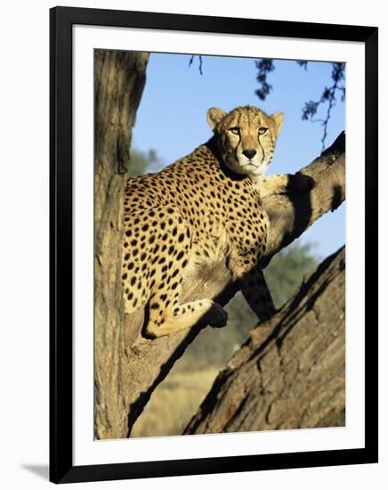 Cheetah, Acinonyx Jubartus, Sitting in Tree, in Captivity, Namibia, Africa-Ann & Steve Toon-Framed Photographic Print