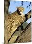 Cheetah, Acinonyx Jubartus, Sitting in Tree, in Captivity, Namibia, Africa-Ann & Steve Toon-Mounted Photographic Print