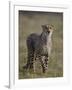 Cheetah (Acinonyx jubatus), Addo Elephant National Park, South Africa, Africa-James Hager-Framed Photographic Print