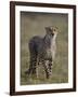 Cheetah (Acinonyx jubatus), Addo Elephant National Park, South Africa, Africa-James Hager-Framed Photographic Print