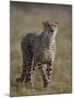 Cheetah (Acinonyx jubatus), Addo Elephant National Park, South Africa, Africa-James Hager-Mounted Photographic Print